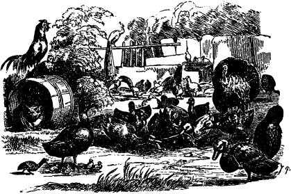 The Ugly Duckling by Hans Christian Andersen