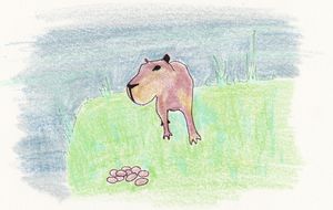 The Capybara
